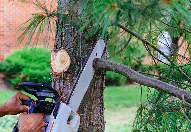 Power tool cutting a tree limb