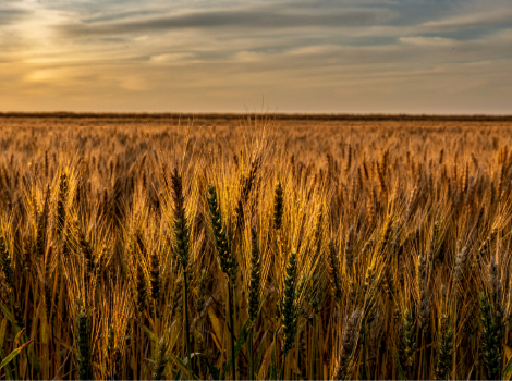 Kansas wheatfield