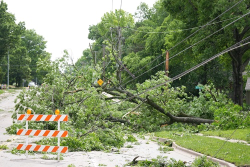 Trees and downed power lines