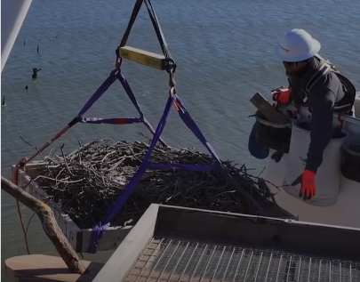 Image of an Evergy worker putting together the first-ever Osprey nest in Kansas
